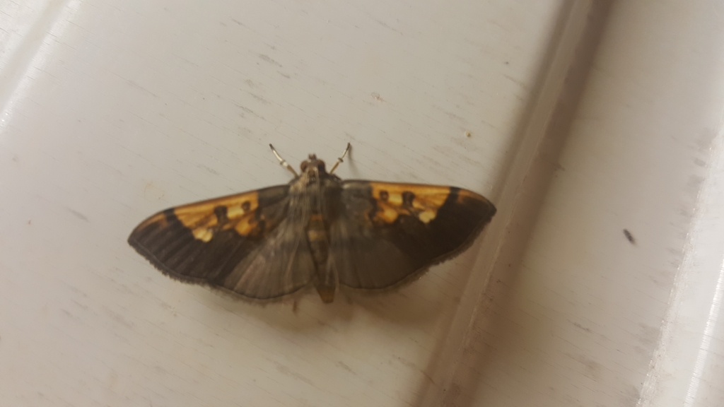 Syllepte philetalis