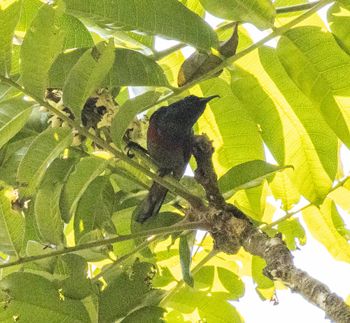 Rufous-winged Sunbird (Cinnyris rufipennis), photo 4