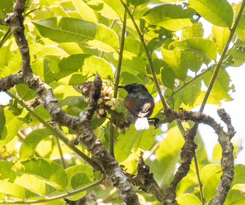 Rufous-winged Sunbird (Cinnyris rufipennis), photo 2