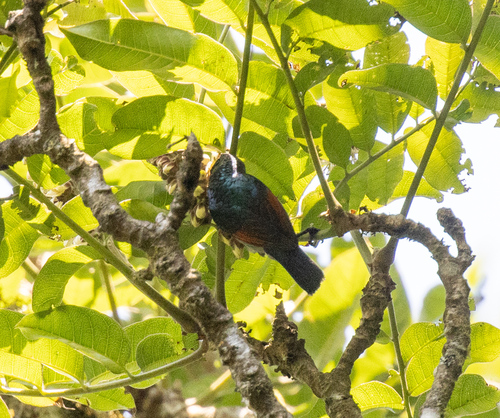Rufous-winged Sunbird (Cinnyris rufipennis), photo 2