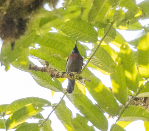 Rufous-winged Sunbird (Cinnyris rufipennis), photo 5