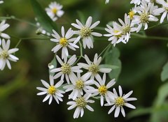 Aster ageratoides ageratoides