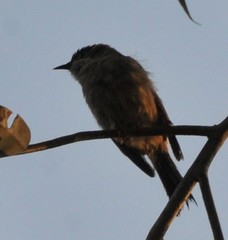 Melithreptus brevirostris