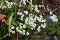 Aster ageratoides ageratoides