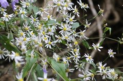 Aster ageratoides ageratoides
