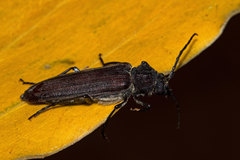 Arhopalus hispaniolae