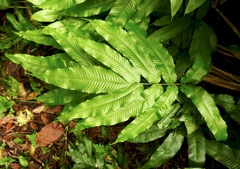 Meniscium reticulatum