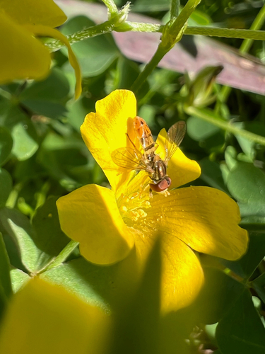 Unknown species found near Military Park Rd, Garfield, AR, US