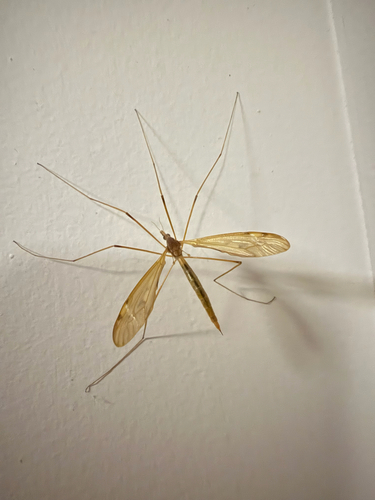 Unknown species found near Brisbane Woods Way, Cary, NC, US