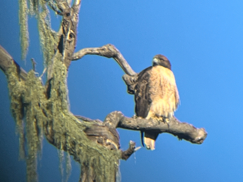 Red-tailed Hawk