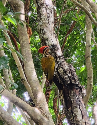 Spot-throated Flameback (Dinopium everetti), photo 5