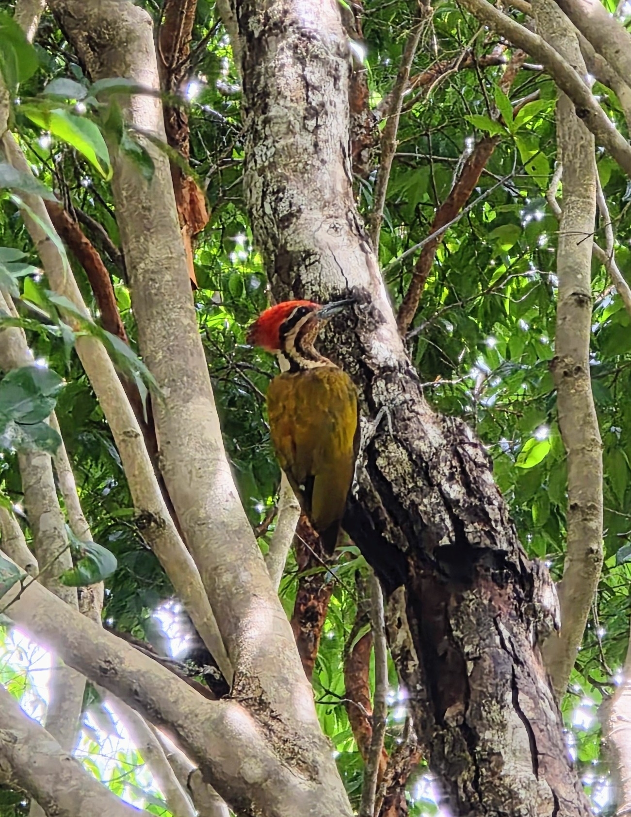 Spot-throated Flameback (Dinopium everetti), photo 3