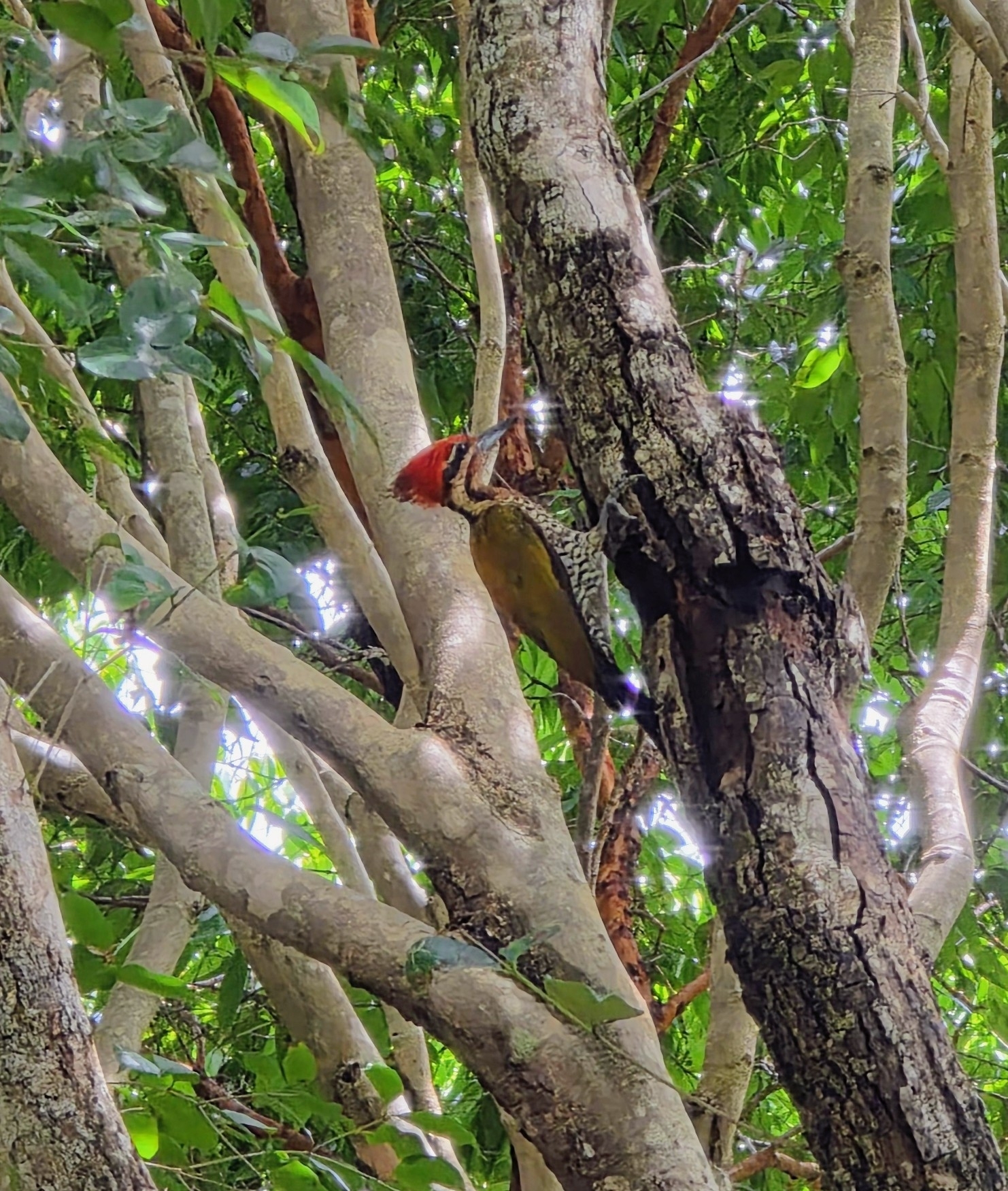 Spot-throated Flameback (Dinopium everetti), photo 5