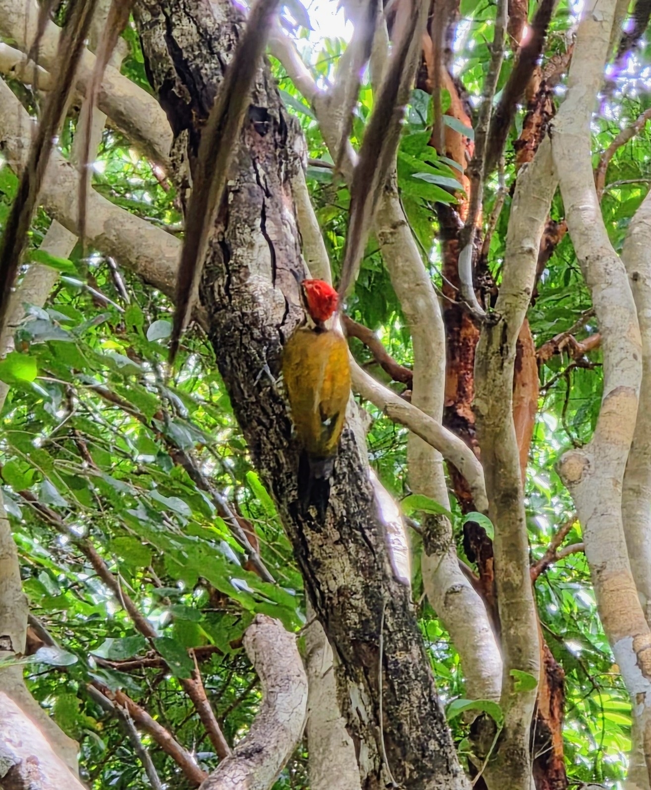 Spot-throated Flameback (Dinopium everetti), photo 6
