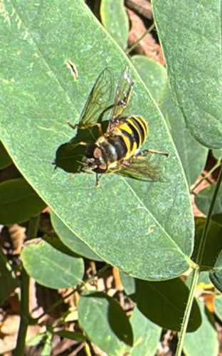 Unknown species found near N Karyn Ave, Fayetteville, AR, US