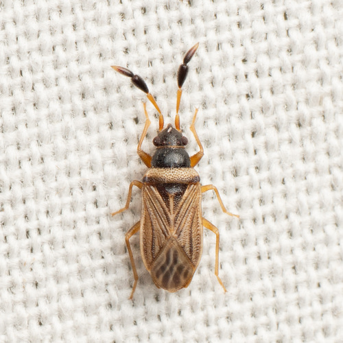 Clubbed Seed Bug photo 2