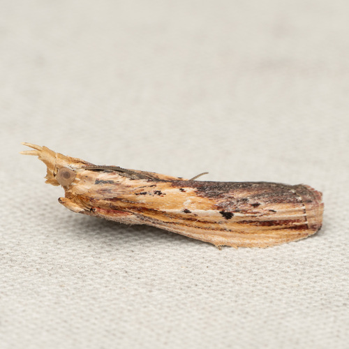 Ancylostomia stercorea photo 2