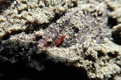 Macrorhyncolus littoralis