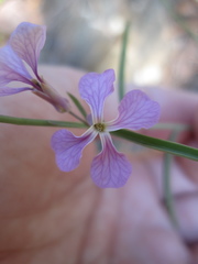 Hesperidanthus linearifolius