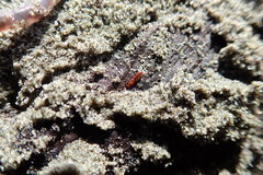 Macrorhyncolus littoralis