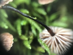 Micromphale arbuticola