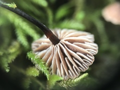 Micromphale arbuticola