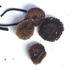 Micromphale arbuticola