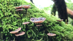 Micromphale arbuticola