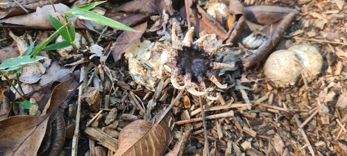 Lysurus arachnoideus