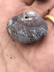 Helminthoglypta arrosa