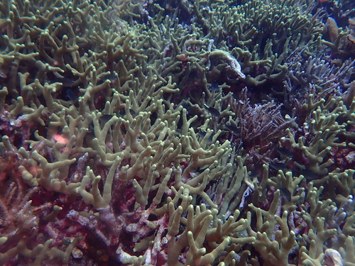 Photo of Cylindrical porite (Porites cylindrica)
