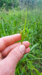 Carex granularis