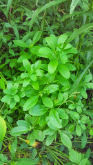 Hylotelephium telephium