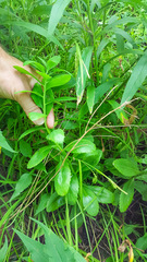 Hylotelephium telephium