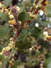 Cerococcus quercus