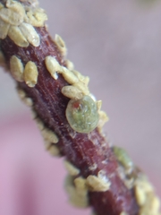 Cerococcus quercus