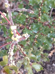 Cerococcus quercus