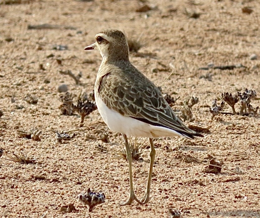 Caspian Plover