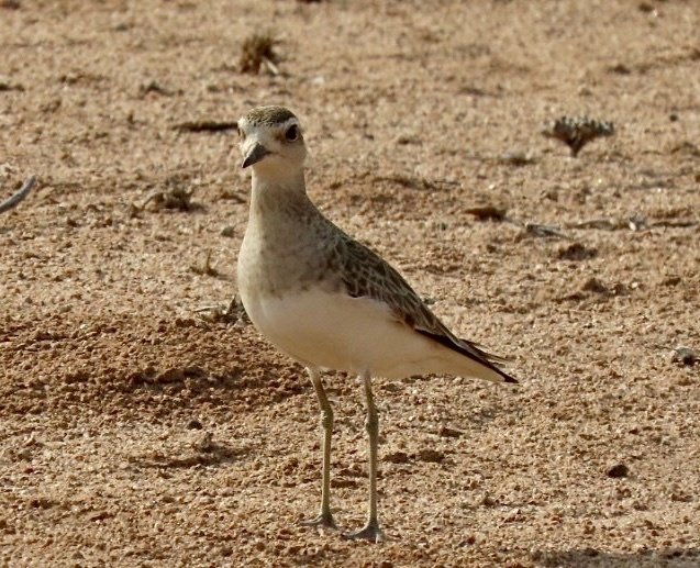Caspian Plover