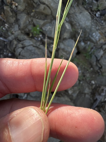 Schizachyrium semitectum