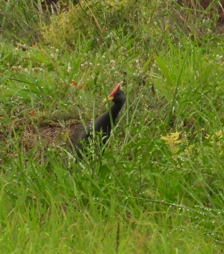 Watercock