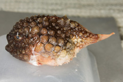 Newfoundland Spiny Lumpsucker photo 4