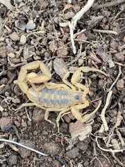 Centruroides exilicauda