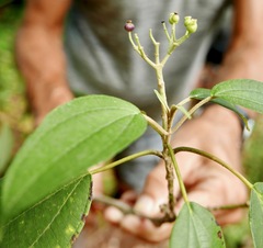 Miconia christophoriana