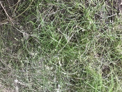 Poa imbecilla