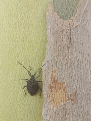Alcaeus varicornis