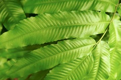 Meniscium reticulatum