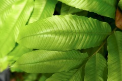 Meniscium reticulatum