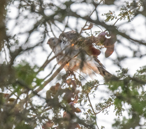 Ovambo Sparrowhawk (Accipiter ovampensis), photo 2