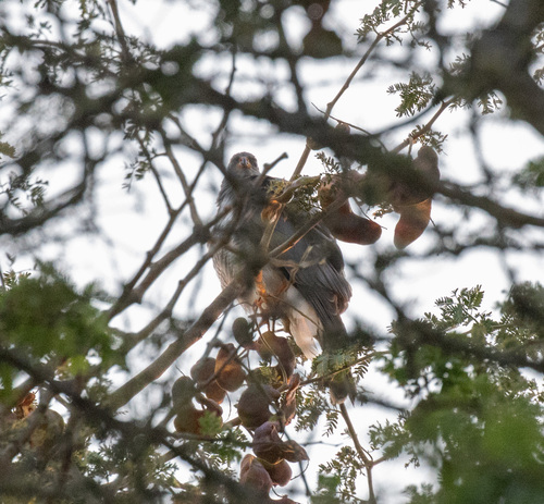 Ovambo Sparrowhawk (Accipiter ovampensis)